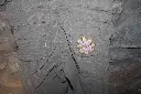 IMG_1258[1].webp